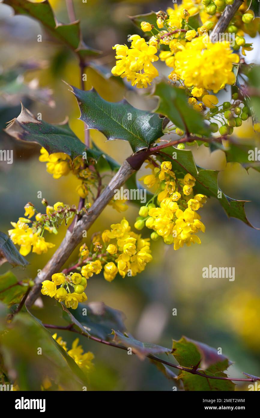 Mahonia X wagneri "Undulata" Stockfoto