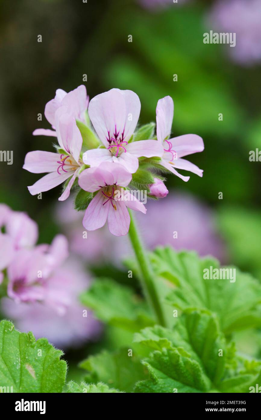 Pelargonium 'Attar of Roses' Stockfoto