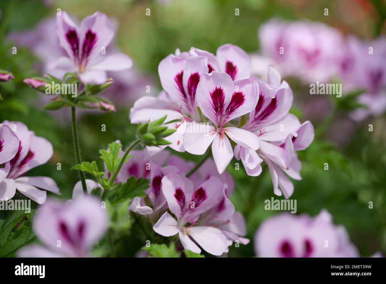 Pelargonien "Copthorne" Stockfoto