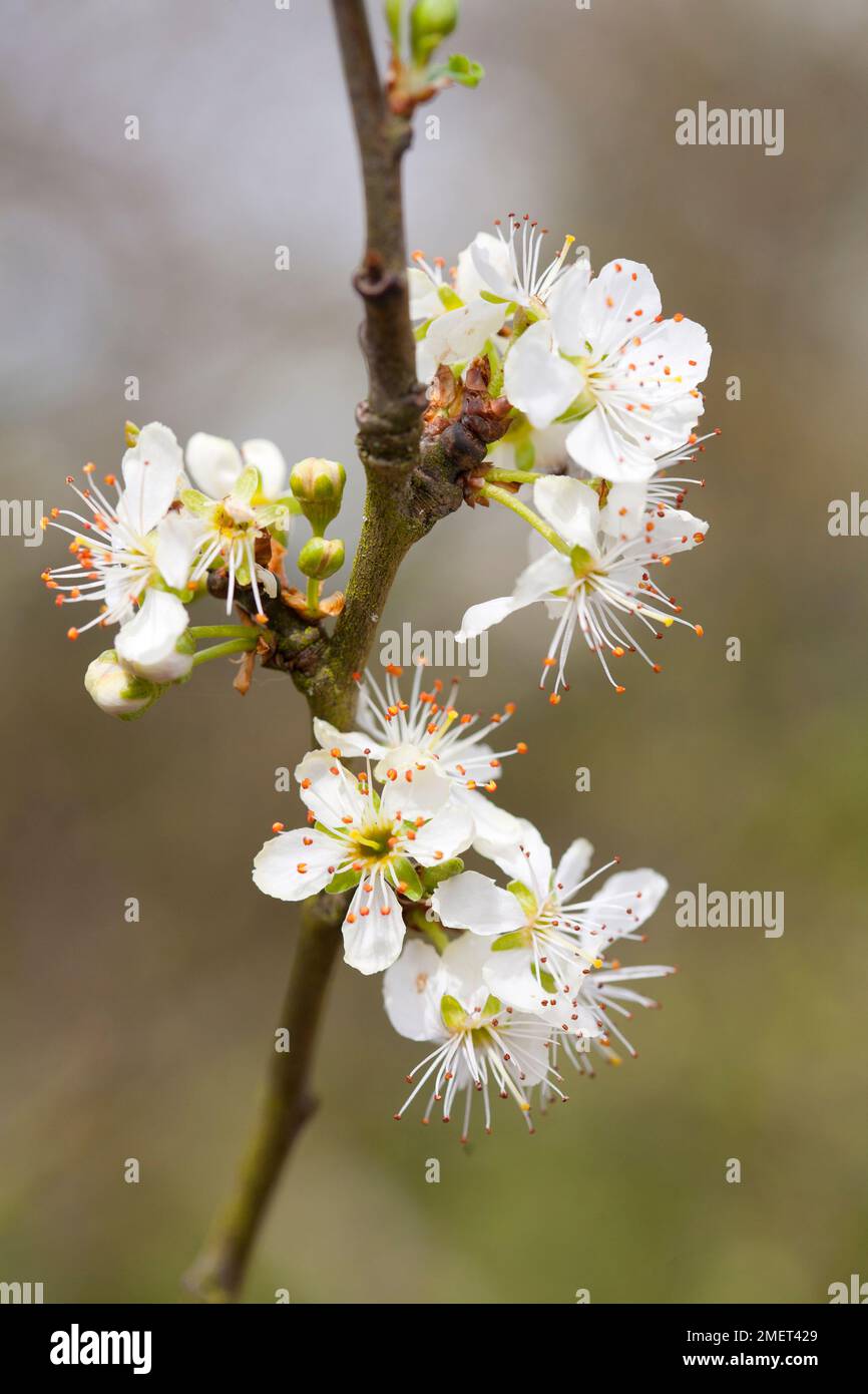 Prunus domestica „Cambridge Gage“ Stockfoto