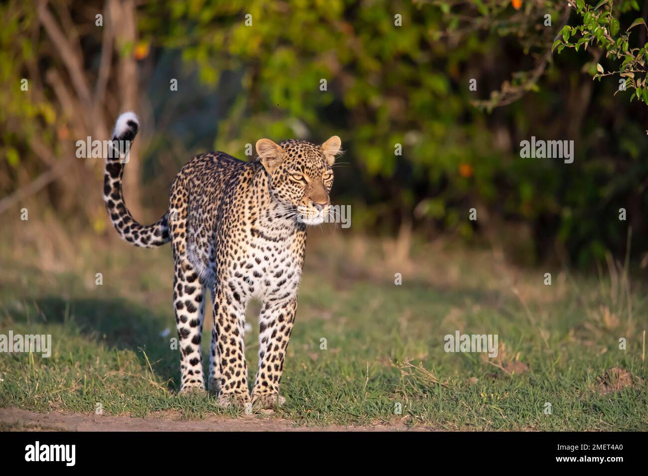 Leopard (Pathera pardus), weiblich, Kenia Stockfoto
