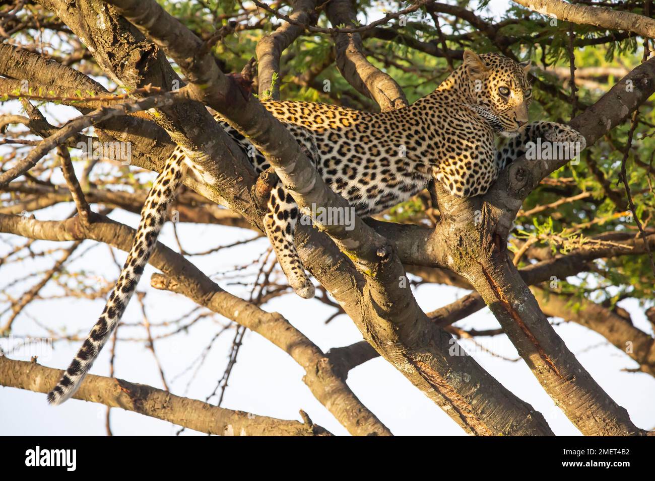Leopard (Pathera pardus), weiblich, Kenia Stockfoto