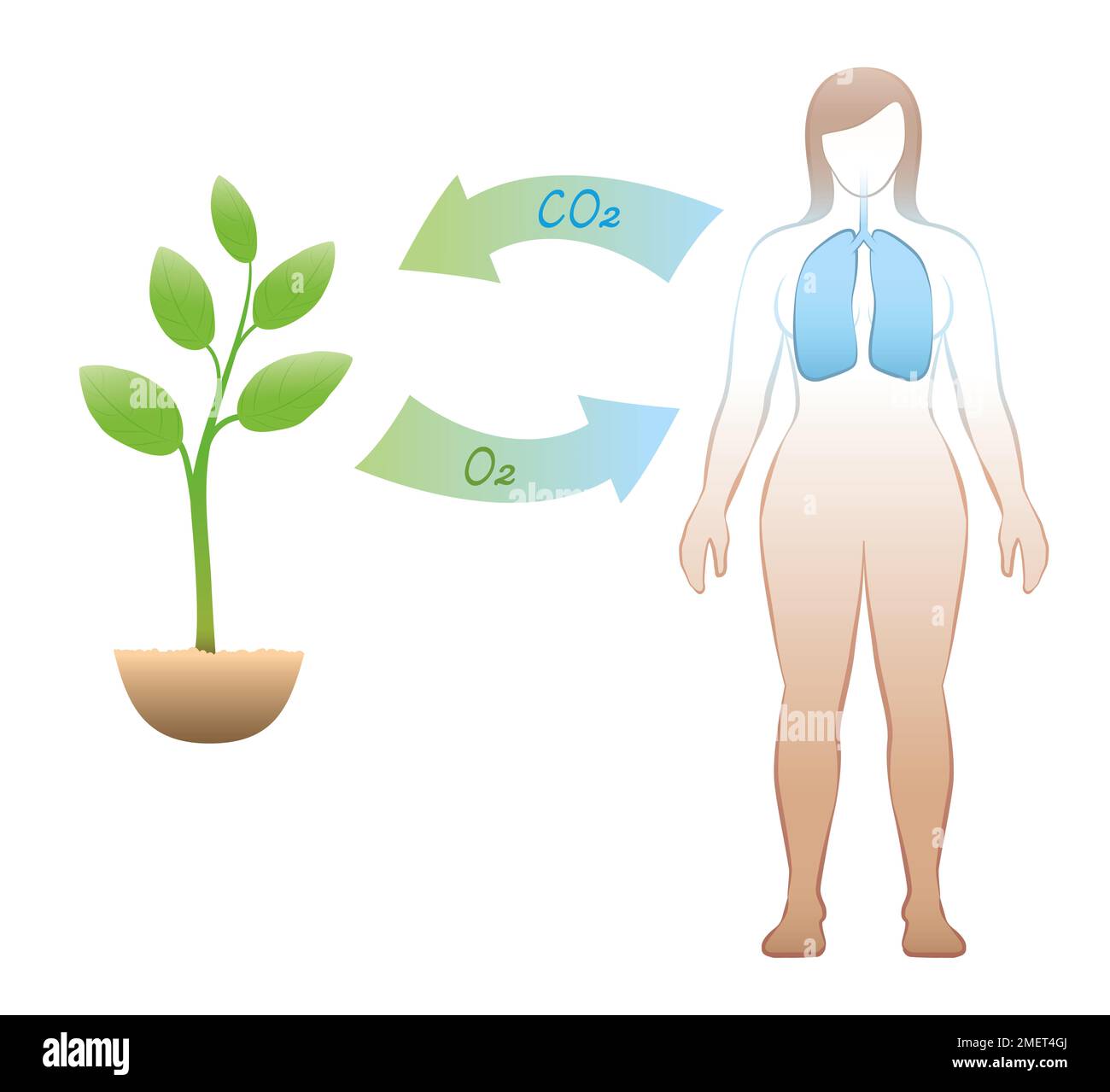 Kohlendioxidsauerstoffaustausch zwischen Mensch und Pflanze. Ausatmung und Absorption von CO2 Kohlendioxid - Inhalation und Freisetzung von O2-Sauerstoff. Stockfoto