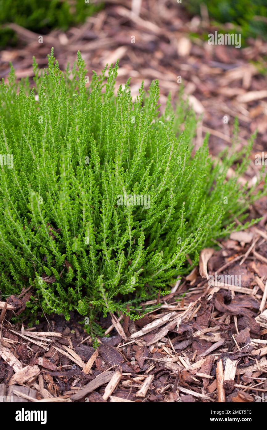 Calluna vulgaris „Dark Star“ Stockfoto