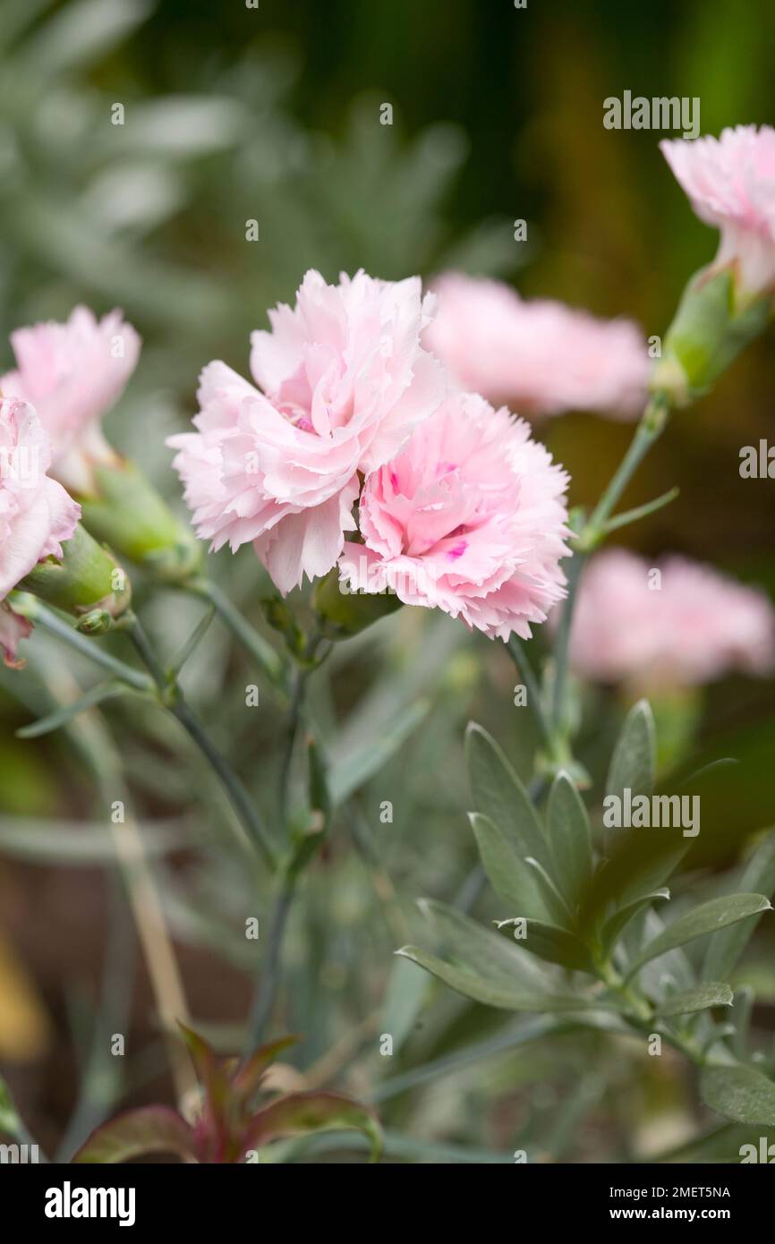 Dianthus „Devon Flavia“ (Duft First Series) Stockfoto