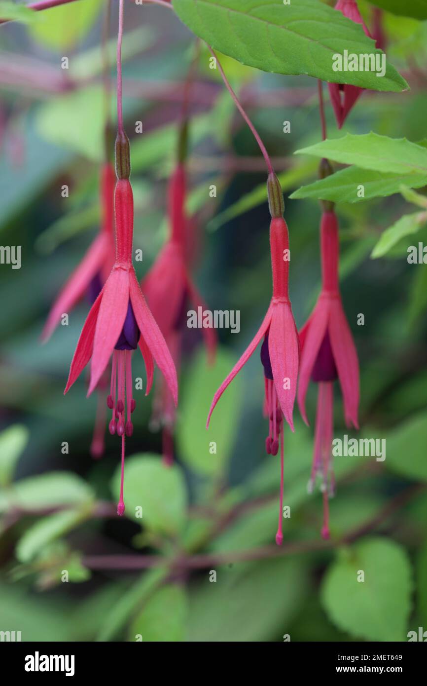 Fuchsia magellanica var gracilis „Aurea“ Stockfoto