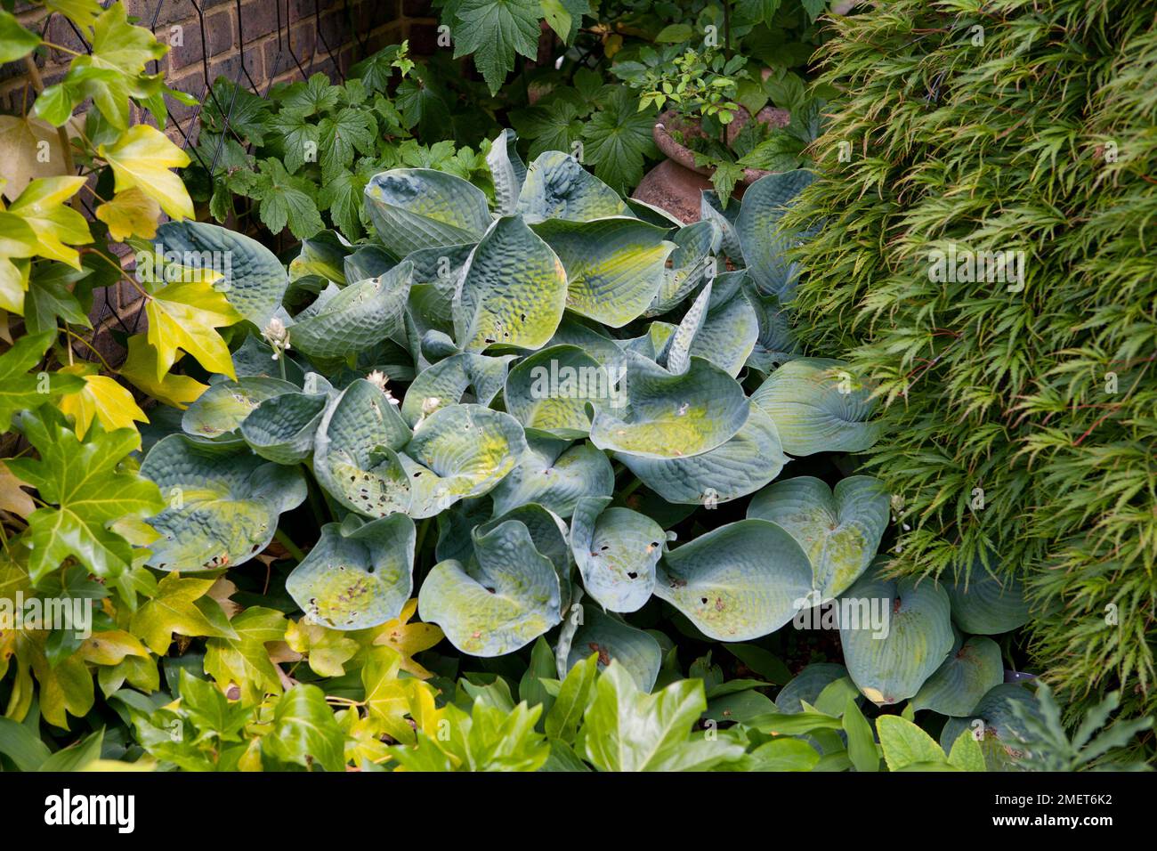 Hosta Abiqua Trinkgourd Stockfoto
