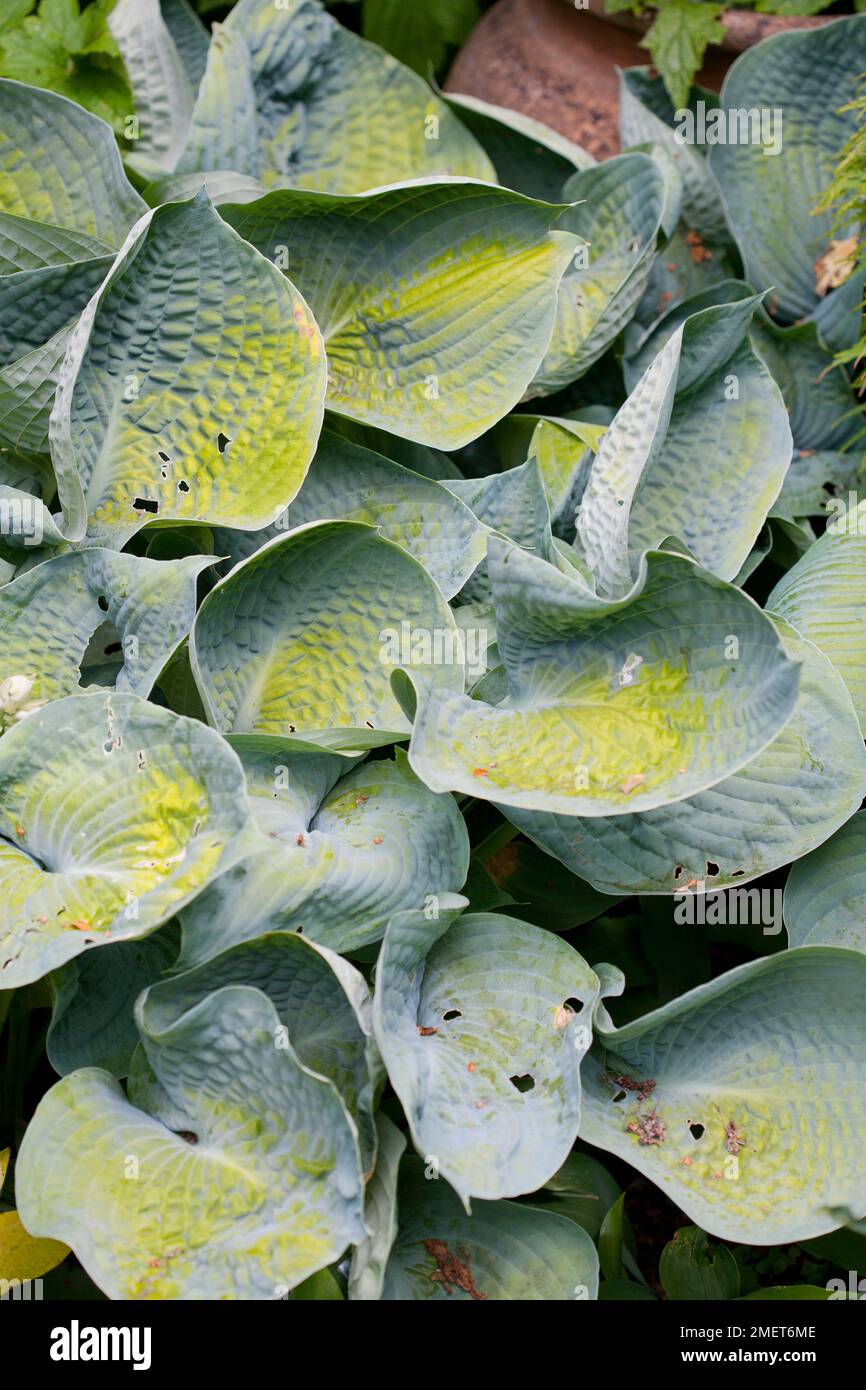 Hosta „Abiqua trinkende Kürbisse“, Schnabelblätter Stockfoto