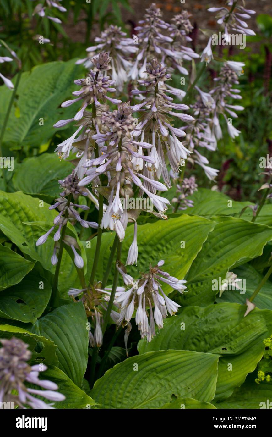 Hosta 'Big Daddy' Stockfoto