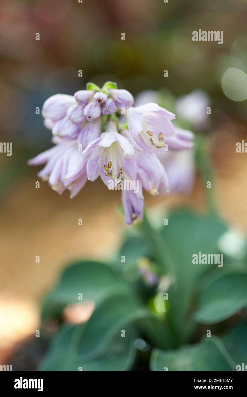 Hosta „Blue Mouse Ears“ Stockfoto