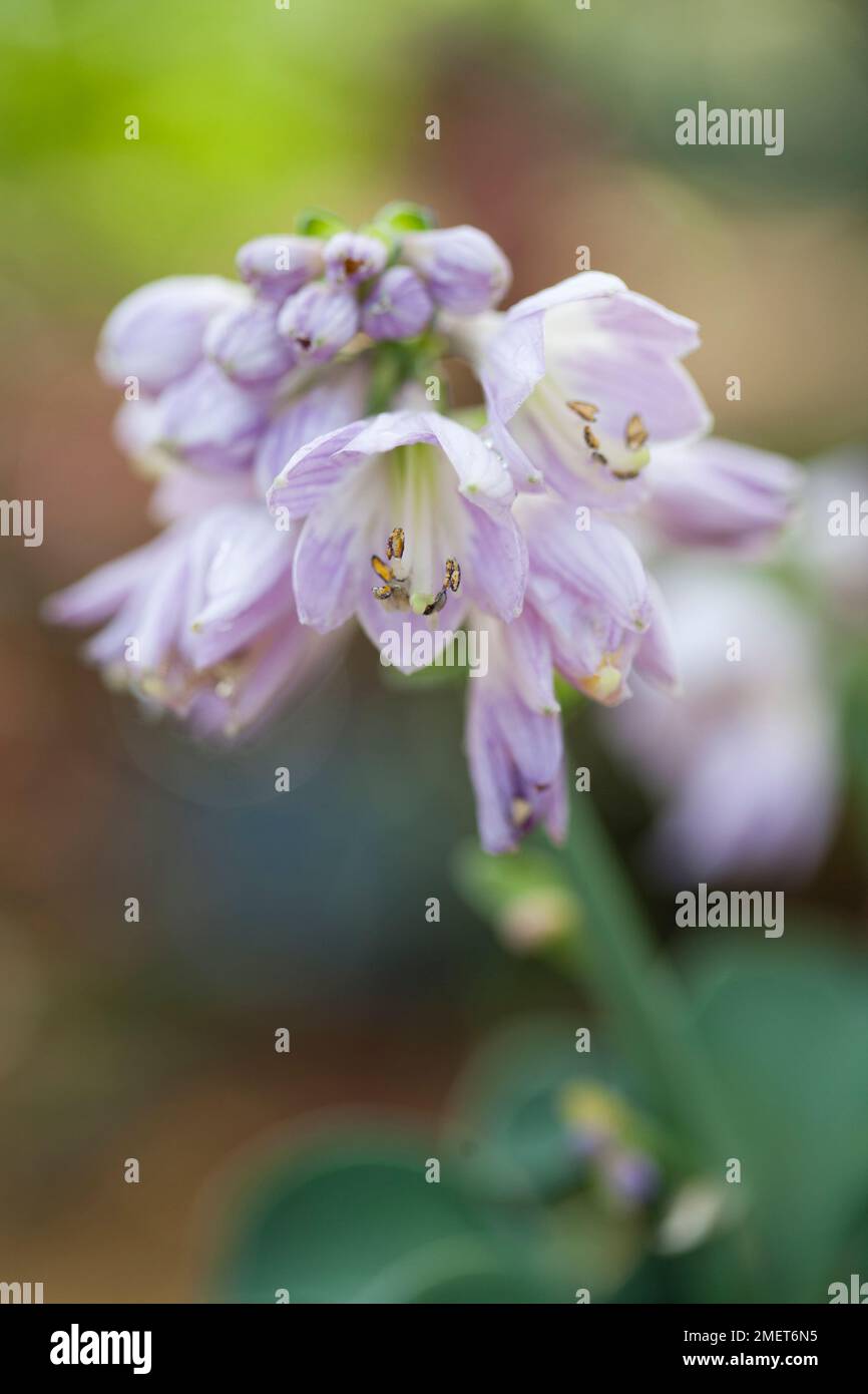 Hosta „Blue Mouse Ears“ Stockfoto