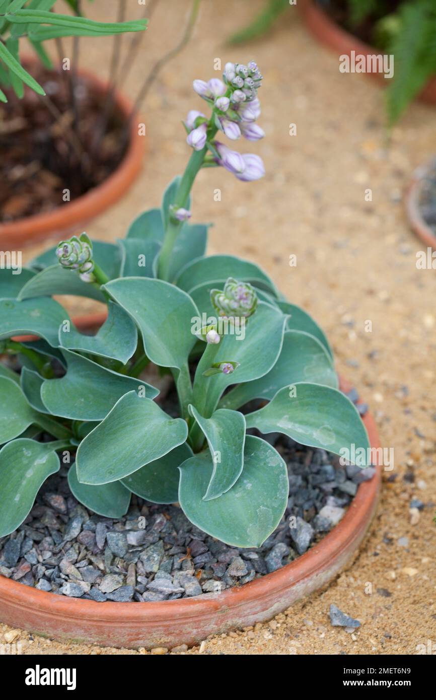 Hosta „Blue Mouse Ears“ Stockfoto