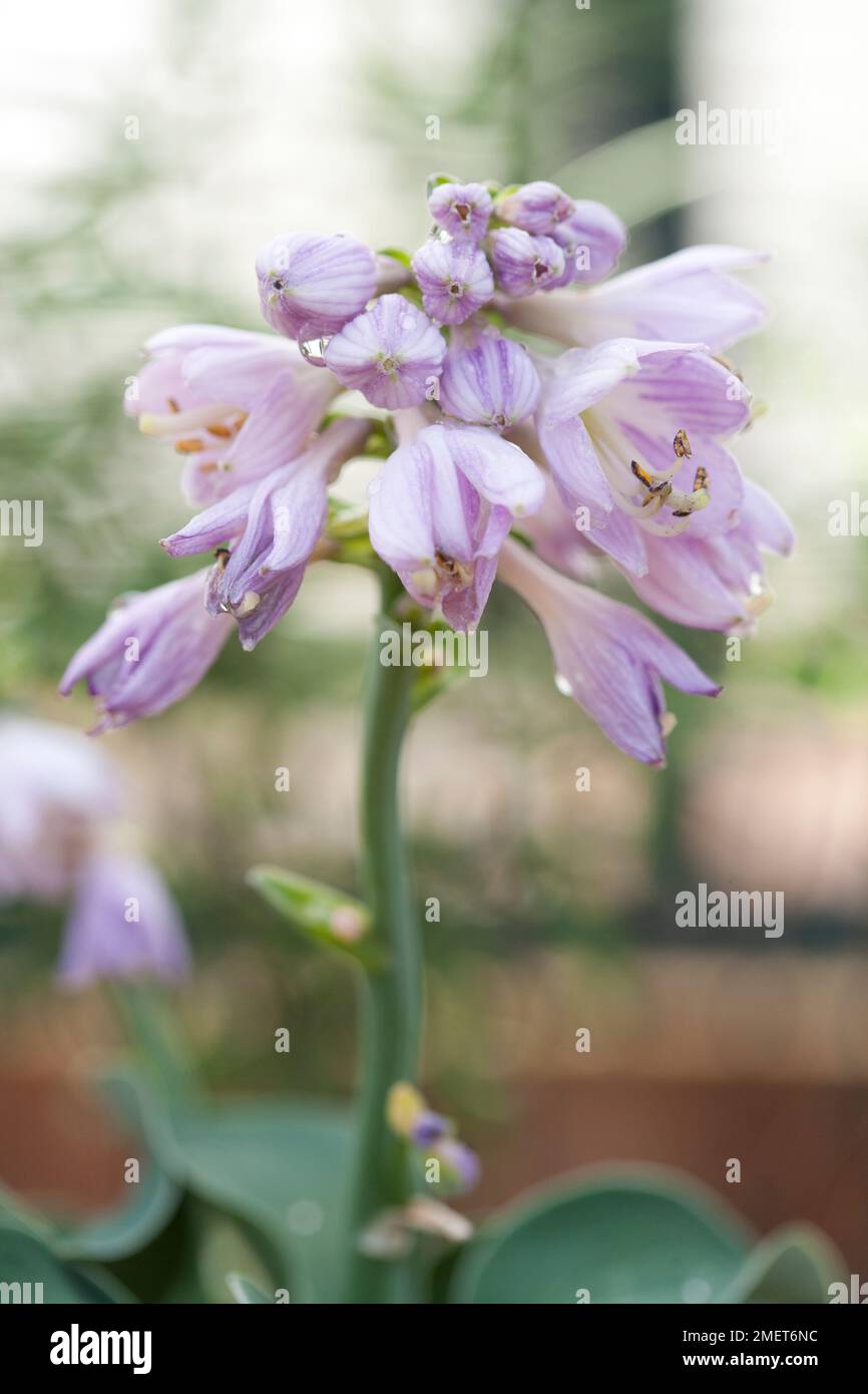 Hosta „Blue Mouse Ears“ Stockfoto