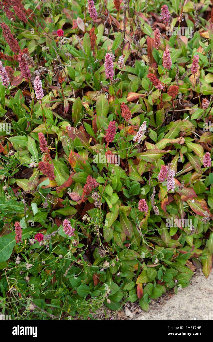 Persicaria affinis Stockfoto