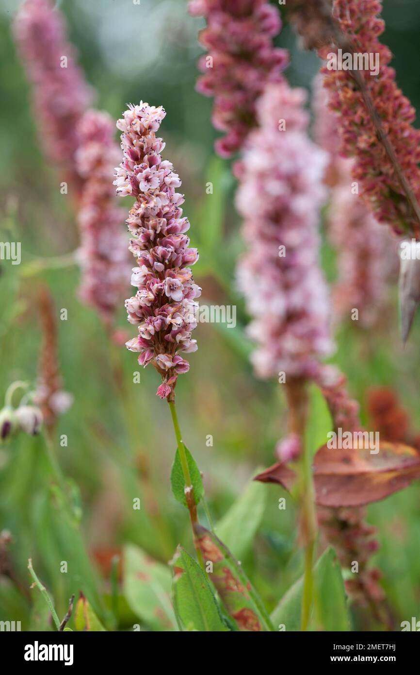 Persicaria affinis Stockfoto