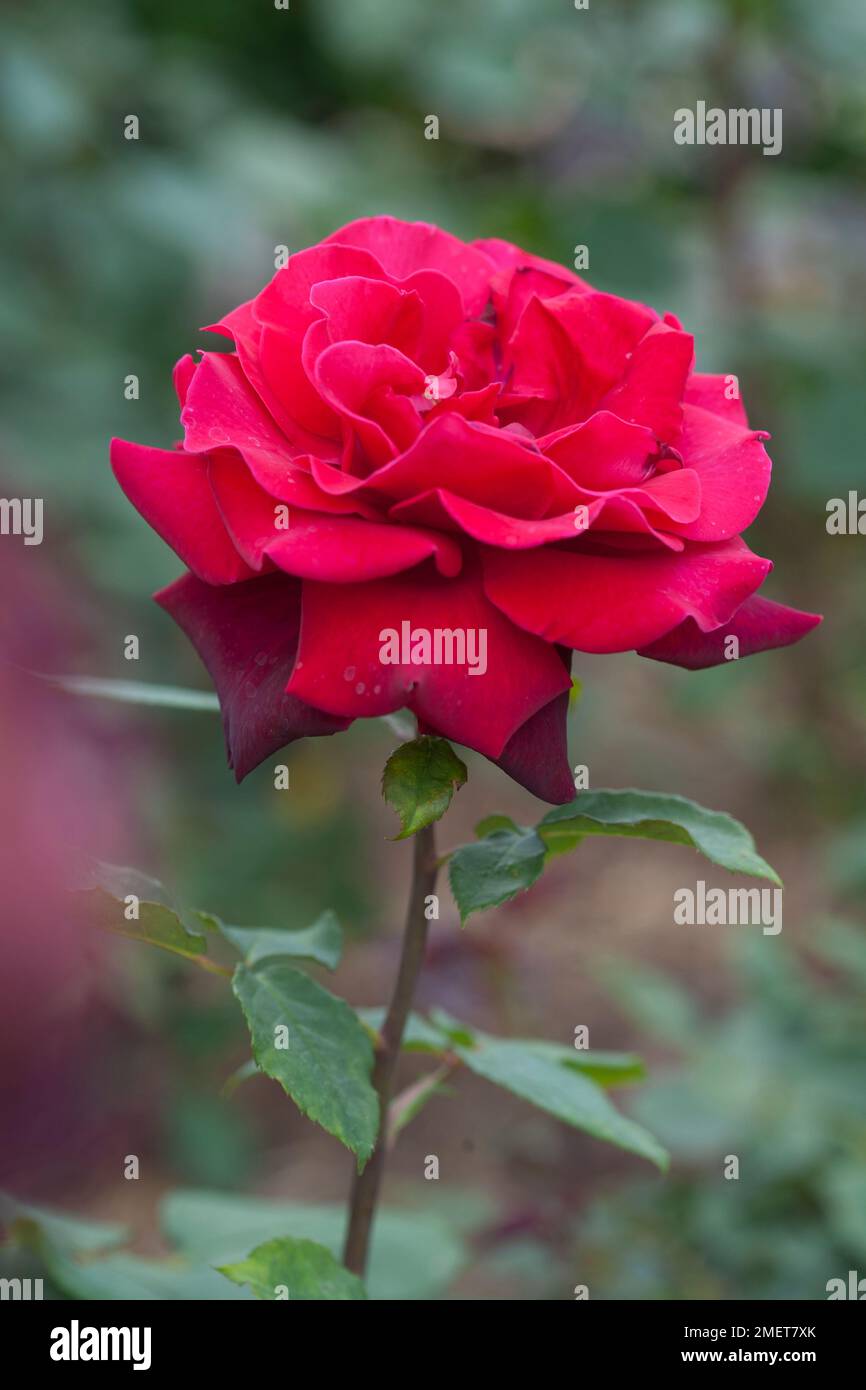 Rosa "Tiefes Geheimnis" Stockfoto