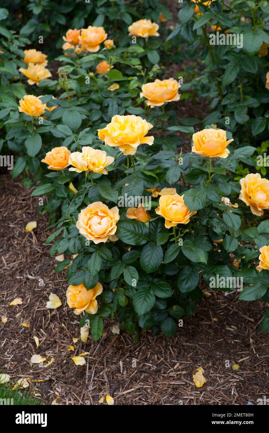 Rosa, Easy Going ("Harflow") Stockfoto