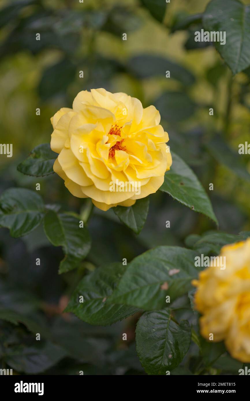 Rosa-goldene Hochzeit ("Arokris") Stockfoto