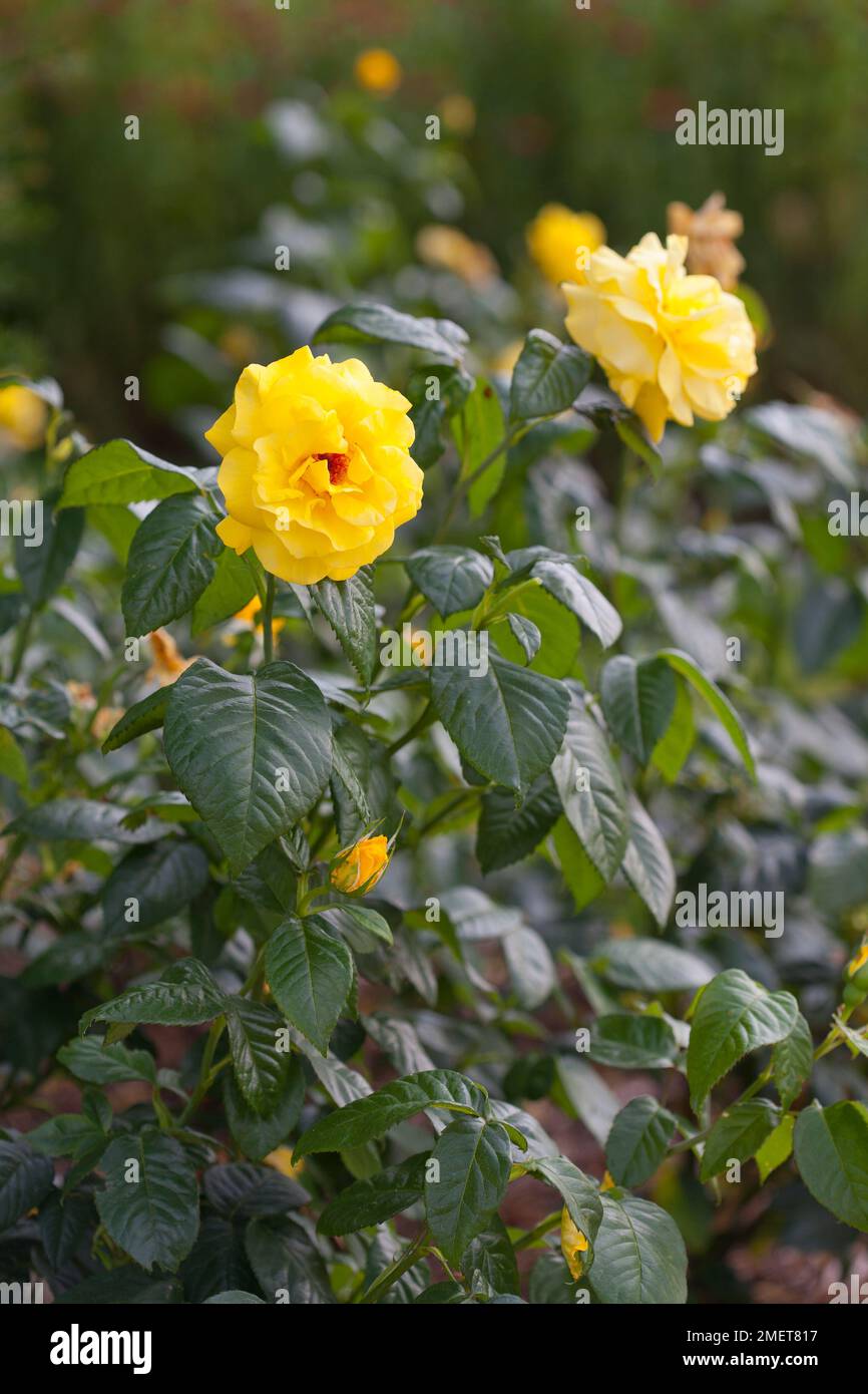 Rosa-goldene Hochzeit ("Arokris") Stockfoto
