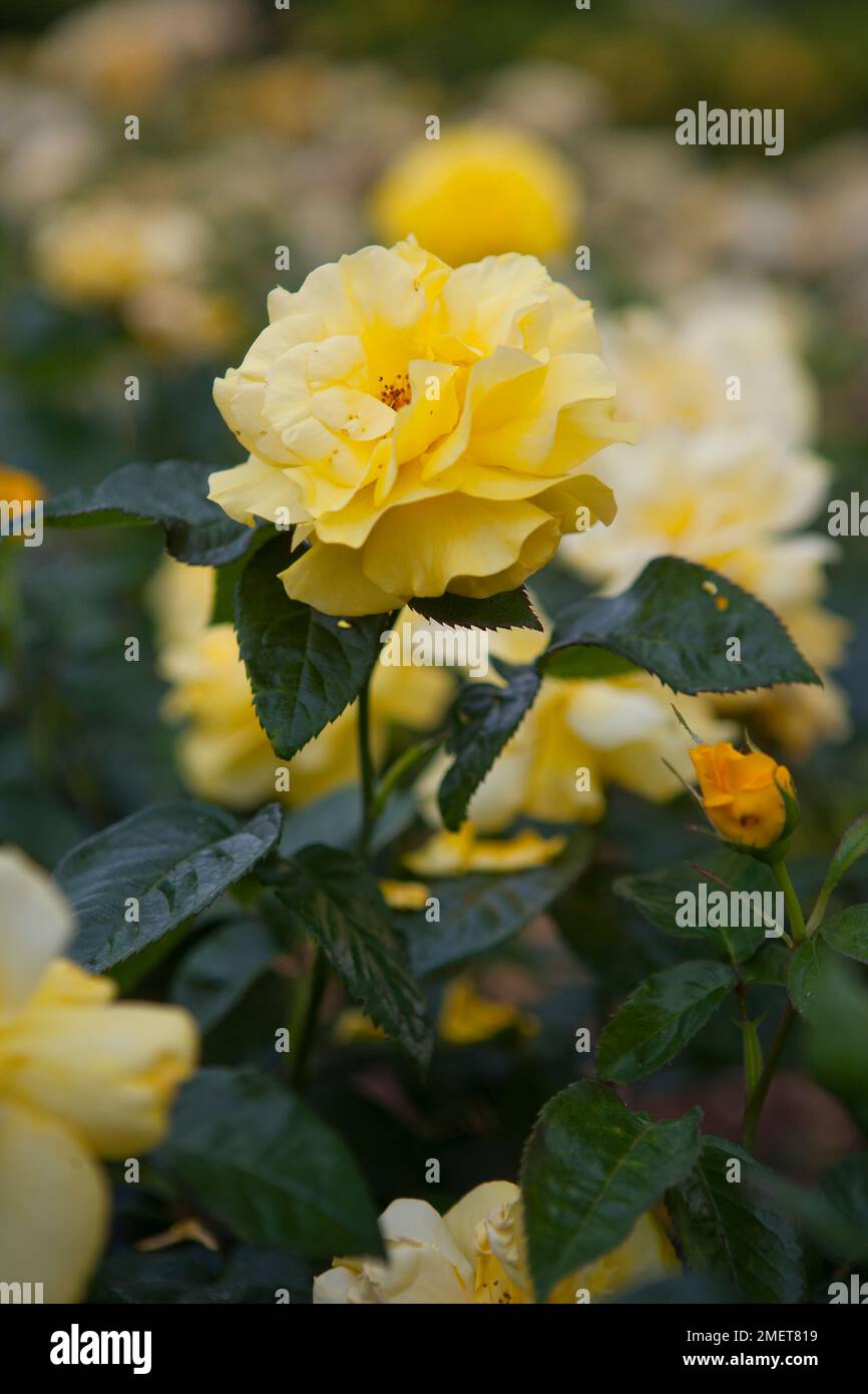 Rosa-goldene Hochzeit ("Arokris") Stockfoto