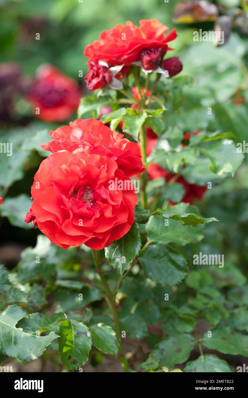 Rosa Remembrance („Harxampton“) Stockfoto