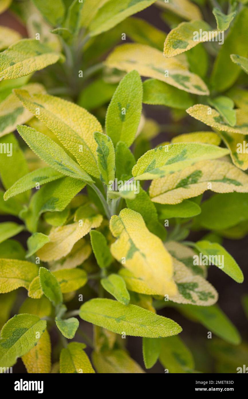 Salvia Officinalis 'Icterina' Stockfoto