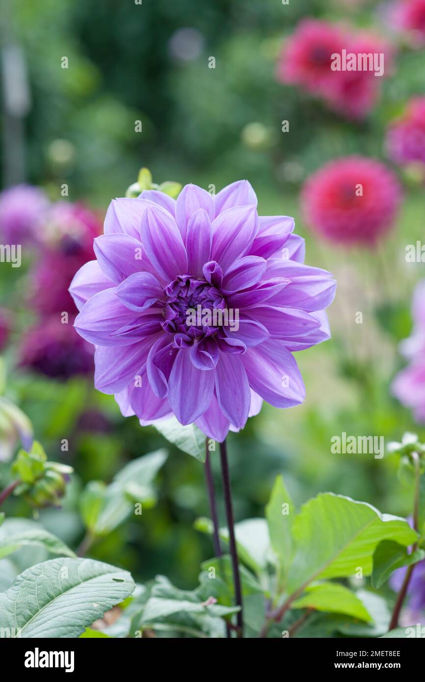 Dahlia Lilac Zeit Stockfoto