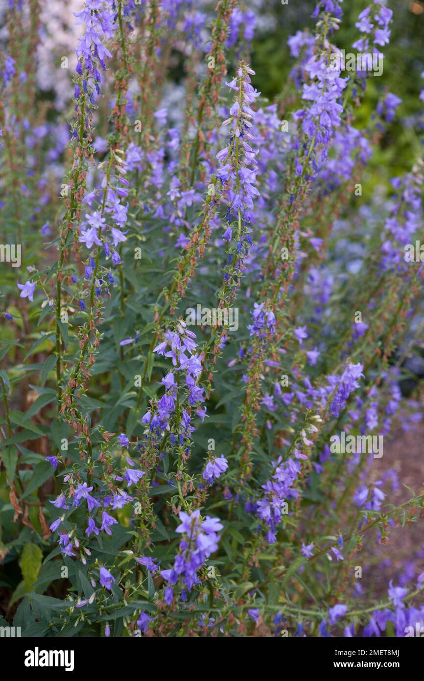 Campanula lactiflora „Favourite“ Stockfoto