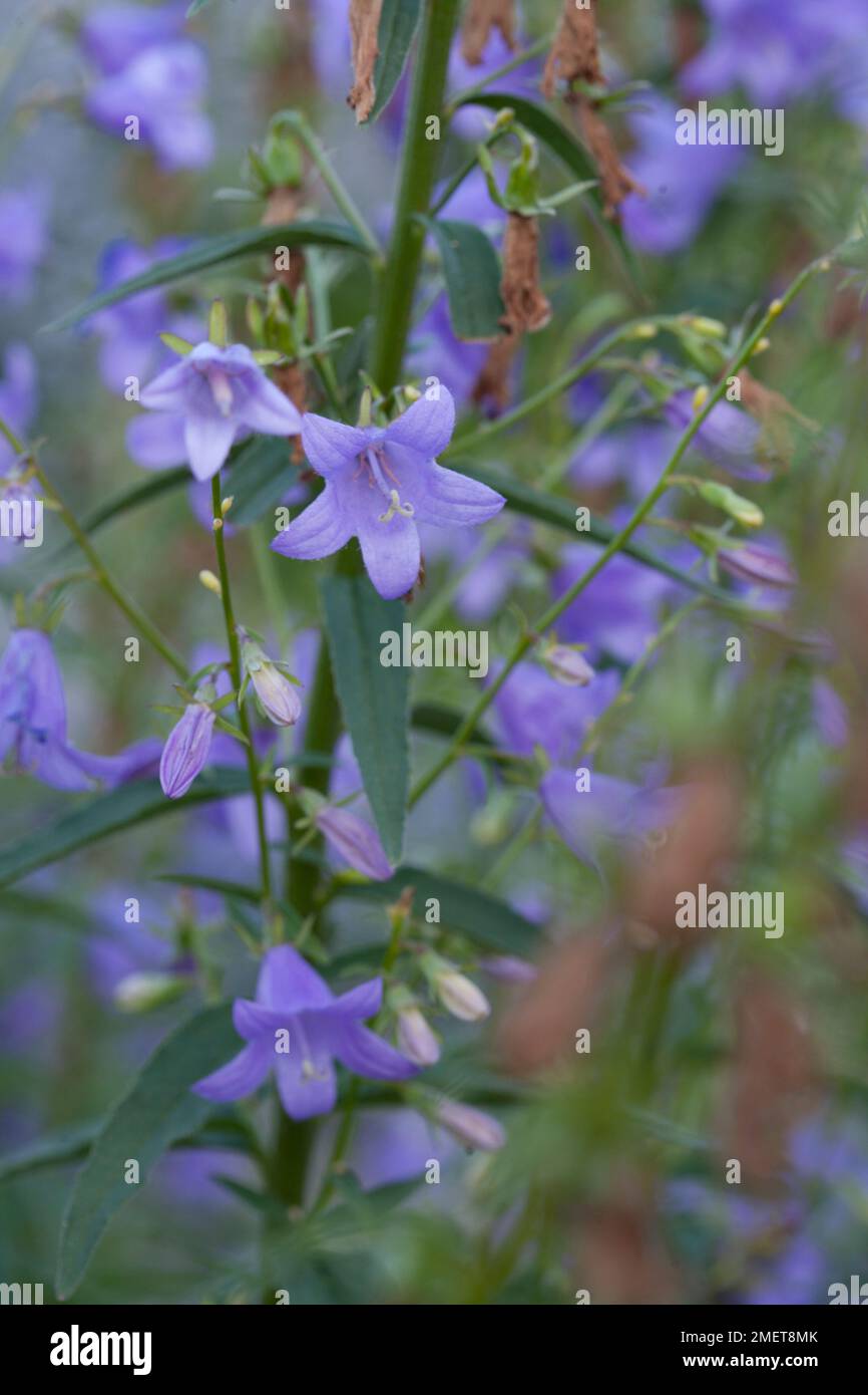 Campanula lactiflora „Favourite“ Stockfoto