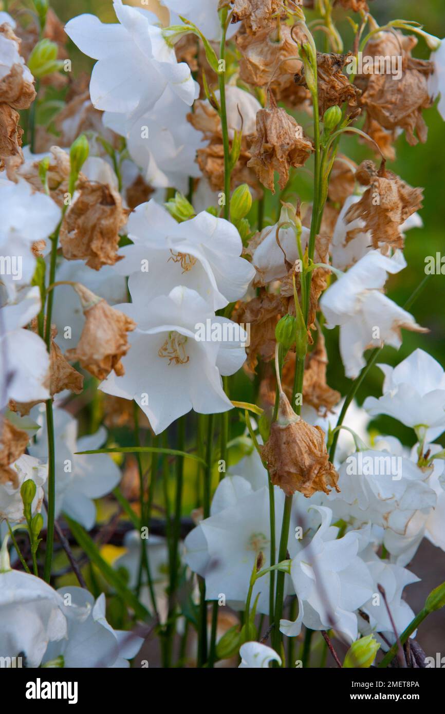 Campanula persicifolia „Gawen“ Stockfoto