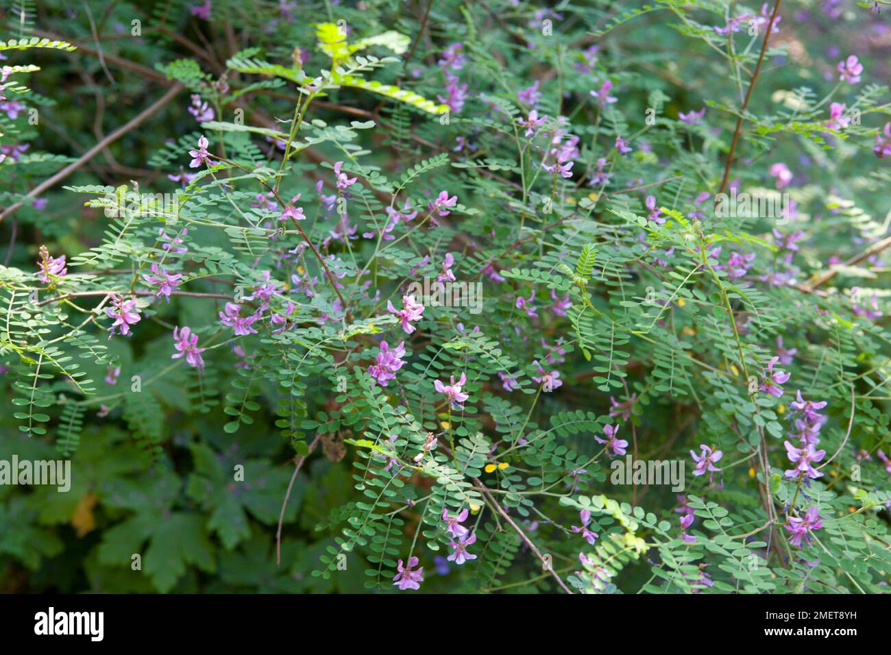 Indigofera heterantha Stockfoto