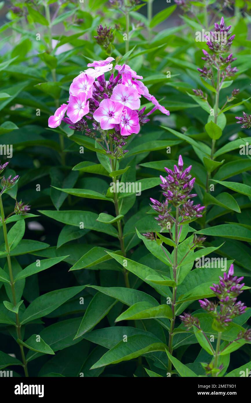 Phlox paniculata Purple Eye Flame („Barthirtythree“) Stockfoto