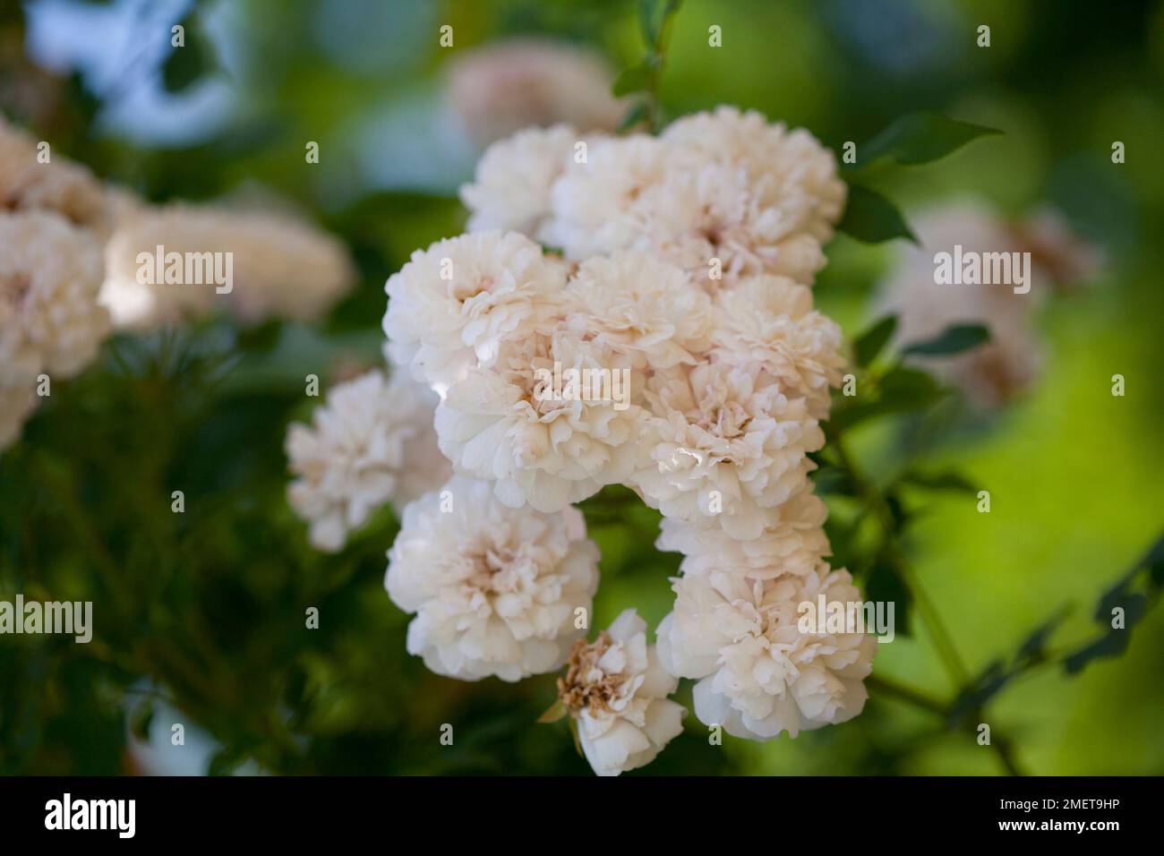 Rosa „Francis E Lester“ Stockfoto