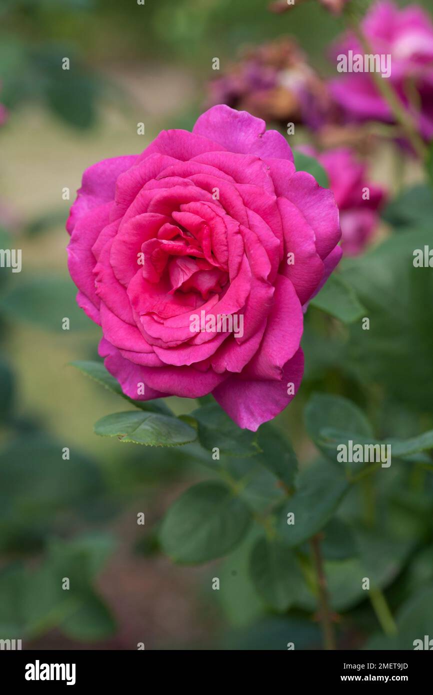 Rosa Big Purple „Stebigpu“ Stockfoto