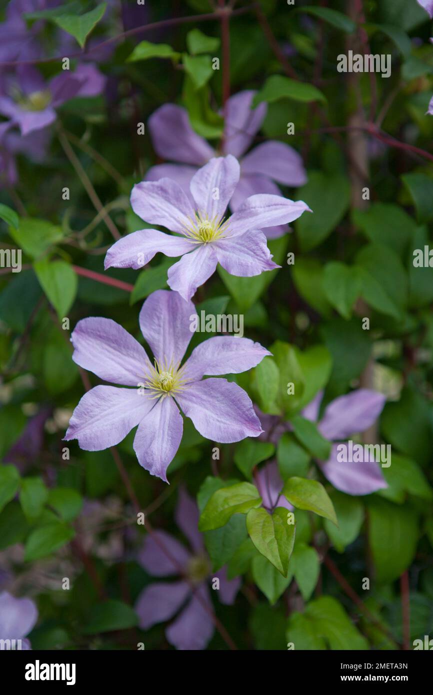 Clematis „Madame Baron Veillard“ Stockfoto