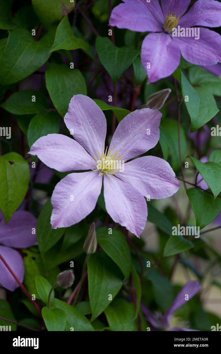 Clematis „Madame Baron Veillard“ Stockfoto