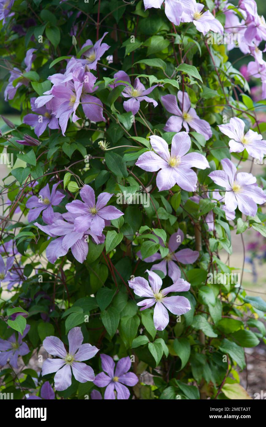 Clematis „Madame Baron Veillard“ Stockfoto