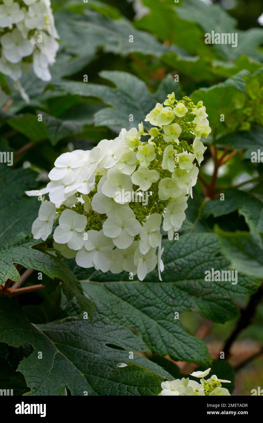 Hydrangea Quercifolia „Beifall“ Stockfoto