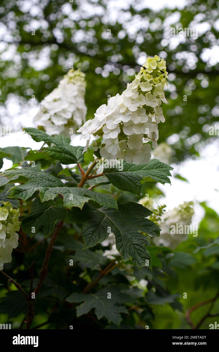 Hydrangea Quercifolia „Beifall“ Stockfoto