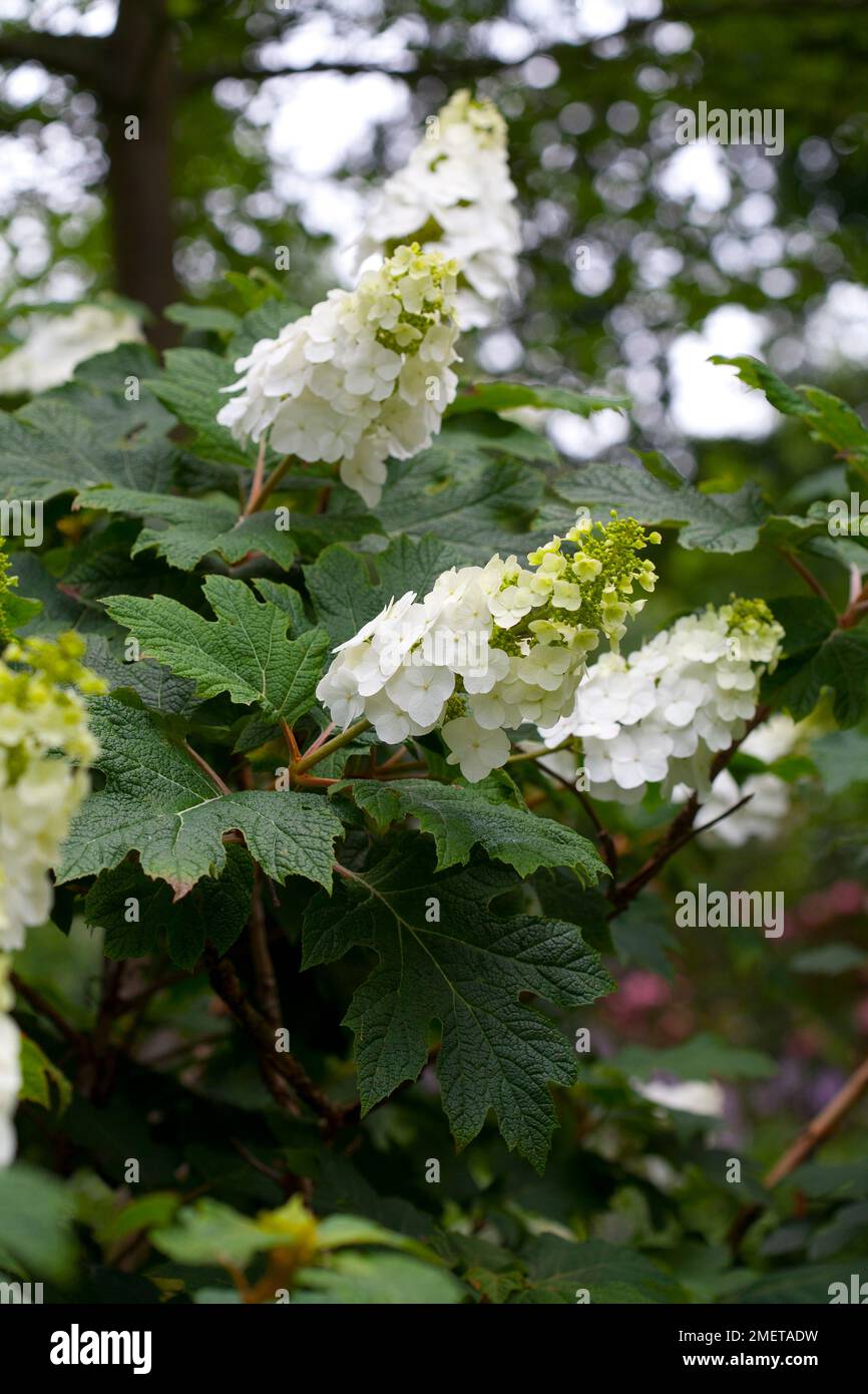 Hydrangea Quercifolia „Beifall“ Stockfoto