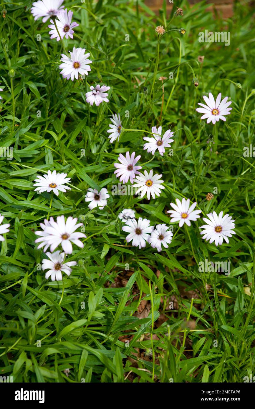 Osteospermum ecklonis Stockfoto