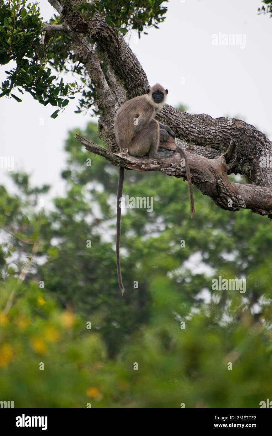 Bundala-Nationalpark, Südprovinz, Sri Lanka, Tissamaharama, Affen Stockfoto