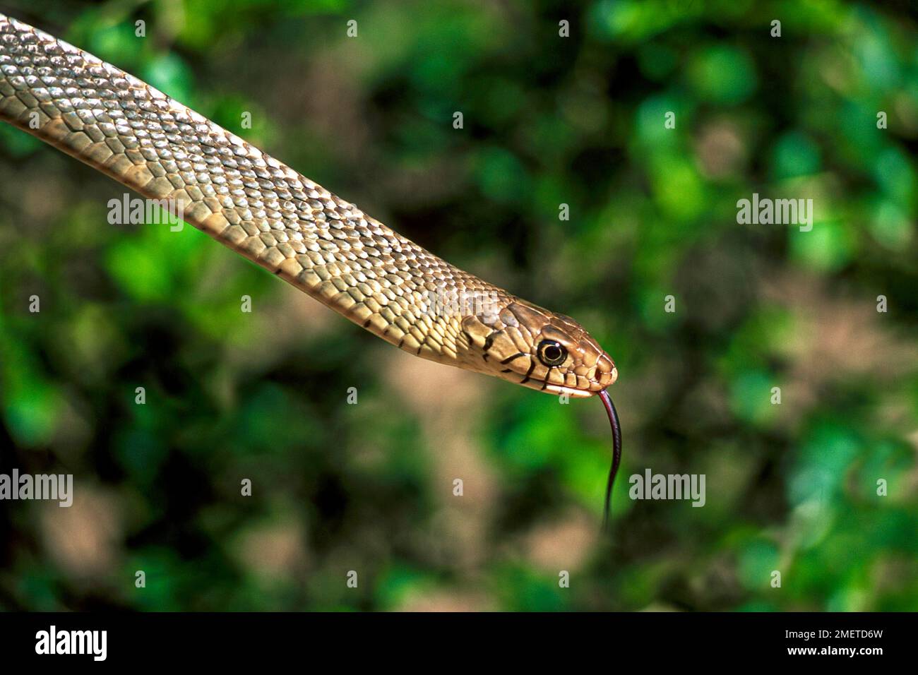 Ratte Snake (Ptyas mucosus) Captive, The Madras Crocodile Bank Trust and Centre for Herpetology bei Chennai, Tamil Nadu, Südindien, Indien, Asien Stockfoto