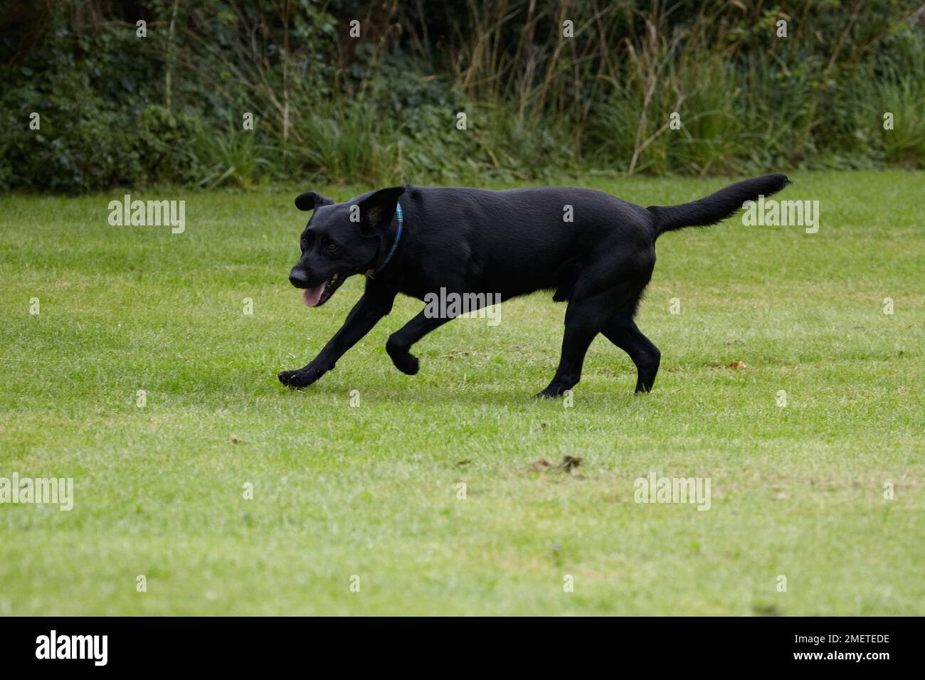 Schwarzer Labrador spielt im Garten Stockfoto