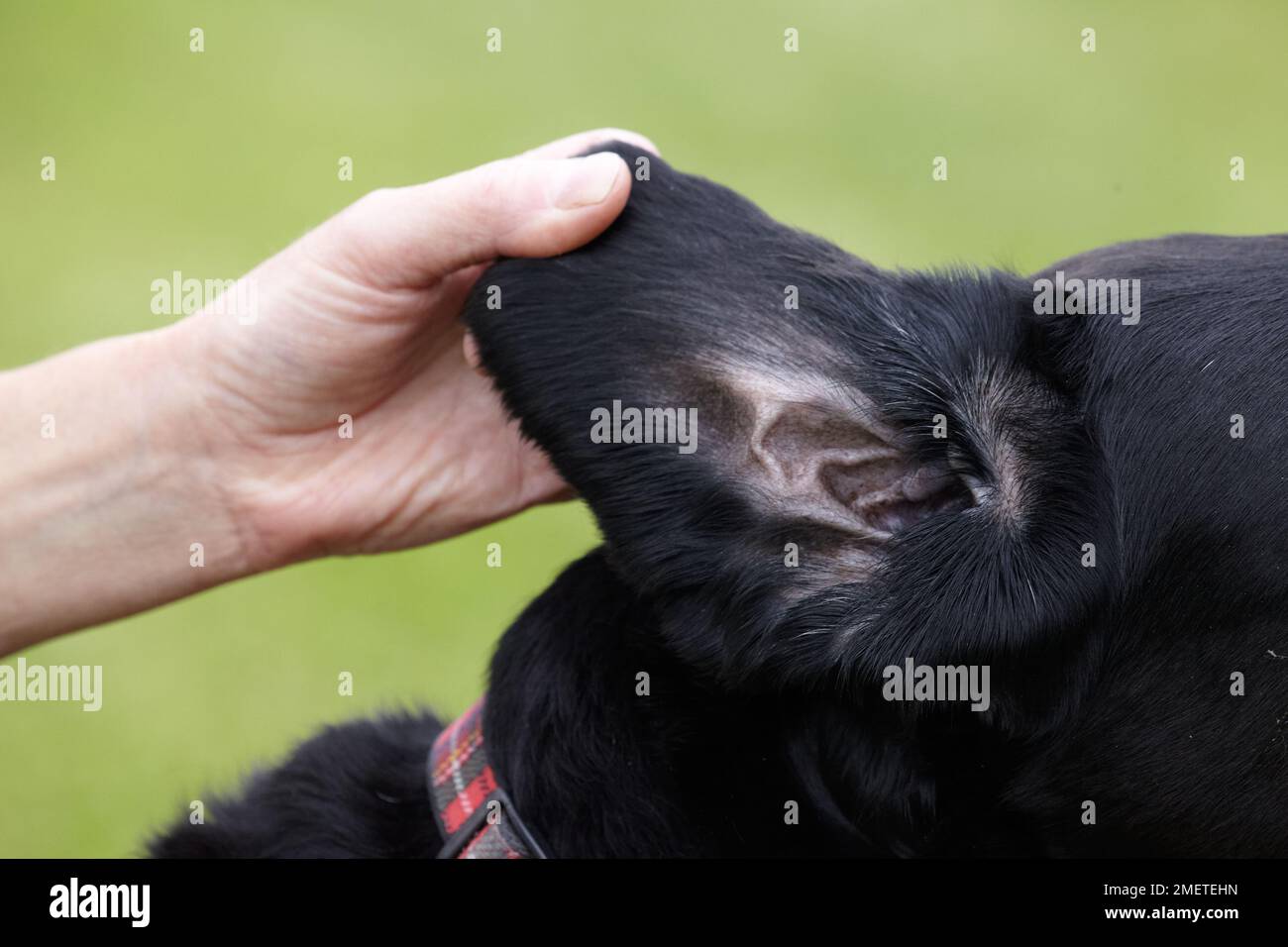 Hundegesundheitscheck: Besitzer überprüft Labradors Ohren Stockfoto