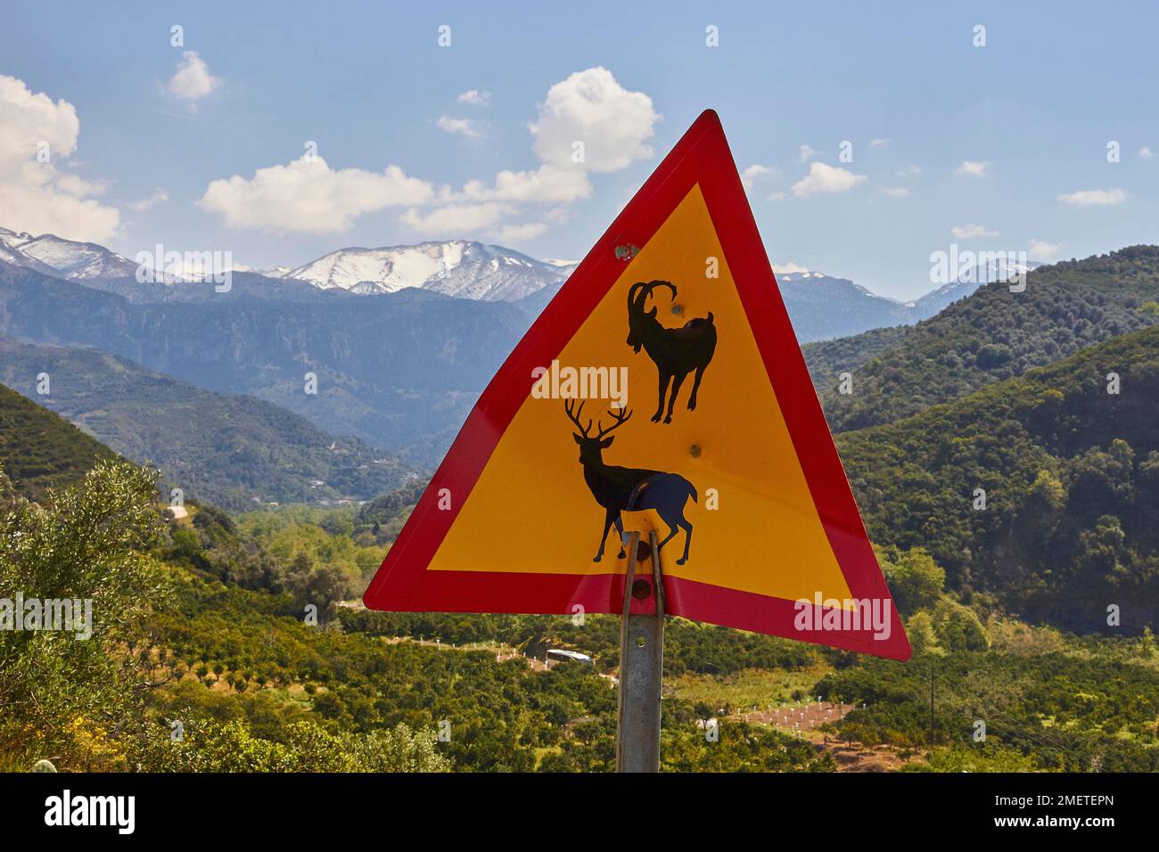 Frühling auf Kreta, Straßenschild Achtung Tiere, grüne hügelige Landschaft, schneebedeckte Berge, Lefka Ori, Weiße Berge, Hellblauer Himmel, weiße Wolken Stockfoto