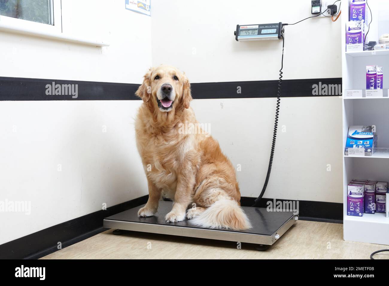 Golden Retriever wird beim Tierarzt gewogen Stockfoto