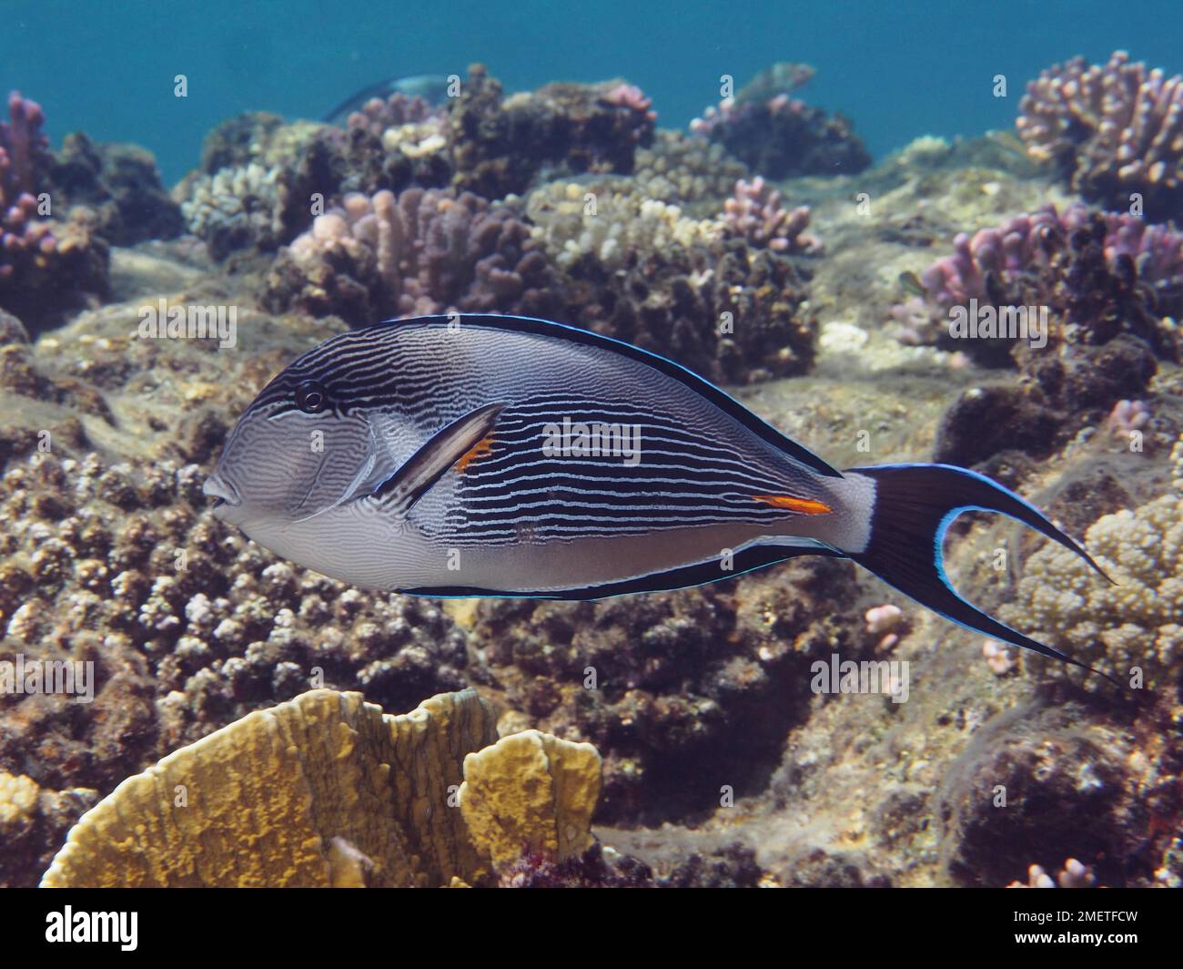 Chirurg des Roten Meeres-Clowns (Acanthurus sohal) im flachen Wasser, über steinigen Korallen. Tauchplatz House Reef, Mangrove Bay, El Quesir, Rotes Meer, Ägypten Stockfoto