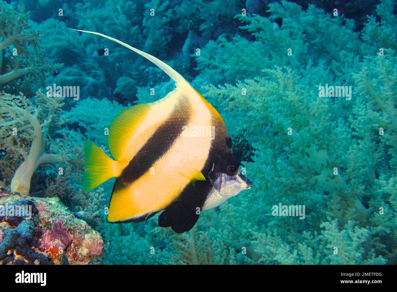 Bannerfisch des Roten Meeres (Heniochus intermedius), Tauchplatz des kleinen Bruders, Bruderinseln, Ägypten, Rotes Meer Stockfoto