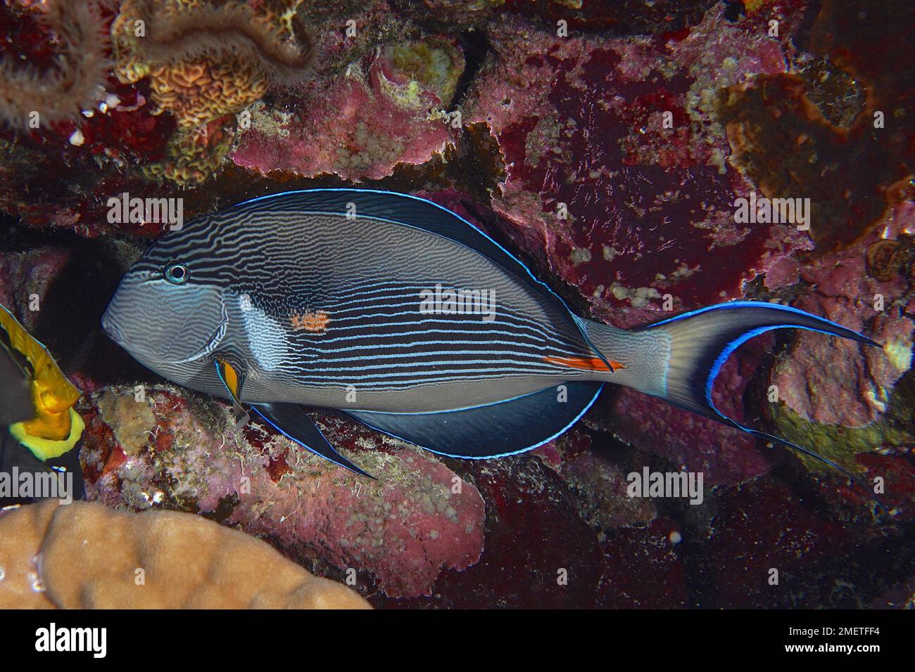 Der Rote-Meer-Clown-Chirurg (Acanthurus sohal) in der Nacht. Tauchplatz Abu Fendera, Ägypten, Rotes Meer Stockfoto